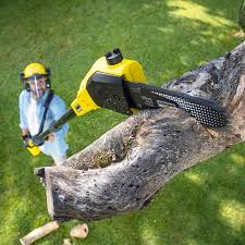 Best Hazardous Tree Removal  in Franklin, CA